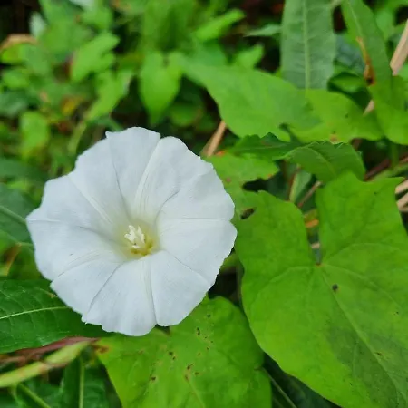The Blue House - Romantic Mountain Holiday home