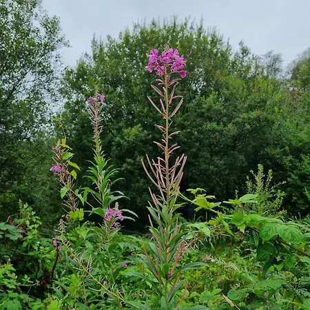 The Blue House - Romantic Mountain * Donegal Town