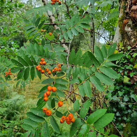 The Blue House - Romantic Mountain Donegal Town