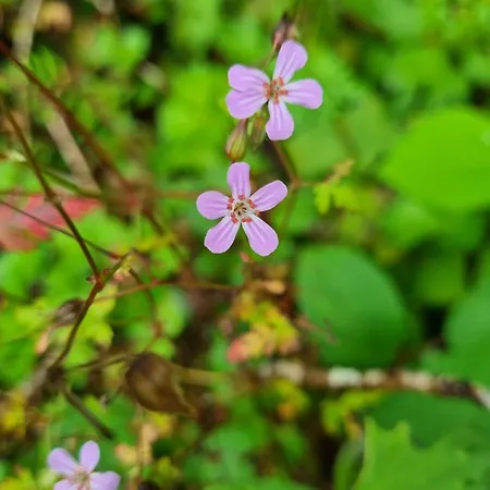 The Blue House - Romantic Mountain Holiday home