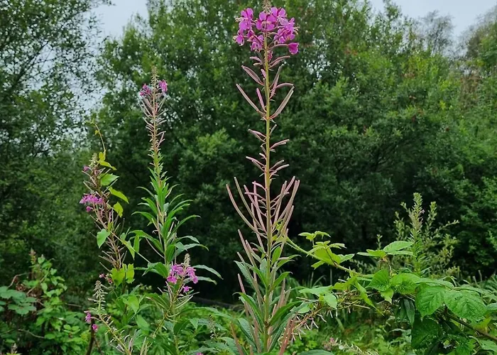 The Blue House - Romantic Mountain * Donegal Town
