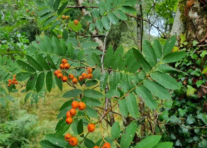The Blue House - Romantic Mountain Donegal Town